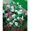 بذور نكة مدغشقر - الكاثارثوس روز - 120 بذور - Catharanthus roseus - ابذرة