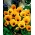 बड़े फूल वाले बगीचे की पैंसी "ऑरेंज मिट एगे" - नारंगी के साथ एक काली बिंदी - 240 बीज - 