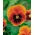 스위스 정원 팬지 "화염"- 황금 - 빨강, 점선 - 360 종자 - Viola x wittrockiana Schweizer Riesen - 씨앗