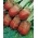 사료 부엽토 "Krezus"- 빨간색 - Beta vulgaris - 씨앗