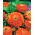 Zinnia cu flori Dahlia "Orys" - portocaliu - Zinnia elegans fl.pl. Dahliaeflora - semințe