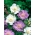 白人ピンクッションの花【バラエティ選択】ピンクッション花、白人の脊椎固定術 -  21種子 - Scabiosa caucasica - シーズ