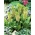 Eucomis bicolor - paketti 2 kpl