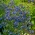 Sementes de Verão Me Esqueça - Anchusa capensis - 250 sementes