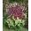 Semena prunele - Prunella grandiflora - 50 semen
