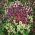 Семе прунеле - Прунелла грандифлора - 50 семена - Prunella grandiflora