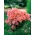 Vĩnh biệt "Mùa xuân vinh quang"; Godetia - 1350 hạt - Godetia grandiflora