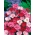 Rosa comum - mix de variedades; rosa jardim, rosa selvagem - 140 sementes - Dianthus plumarius