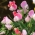 Hajuherne - Pink Cupid - 36 siemenet - Lathyrus odoratus