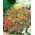 Linanthus杂种 -  370粒种子 - Leptosiphon hybrida - 種子