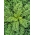 ผักคะน้า "Halbhoher grüner krauser" - 50 กรัมเมล็ด - 15,000 เมล็ด - 15000 เมล็ด - Brassica oleracea L. var. sabellica L.