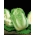 نابا الملفوف "Optiko" ، الملفوف الصيني - في وقت مبكر ، متنوعة لذيذة - 65 بذور - Brassica pekinensis Rupr. - ابذرة