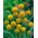 Ananasblume - Craspedia globosa - 280 Samen