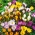 Set 10 - Crocus cu flori mari - mix de varietate selectat - 100 buc. + 10 buc. GRATUIT