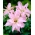 Lilijas Āzijas - Spring Pink - Lilium Asiatic Spring Pink