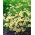 مروج دوغلاس - أصفر - أبيض ؛ نبات بيض مسلوق - 117 بذرة - Limnanthes douglasii - ابذرة