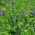 Alfalfa "Gea" - semillas recubiertas con Rhizobium - 0.5 kg; alfalfa - 