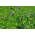 Alfalfa "Gea" - επικαλυμμένοι σπόροι με Rhizobium - 0,5 kg; τριφύλλι - 