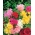 Hollyhock anuale comune "Majorette" - mix de varietate - Althaea rosea - semințe