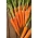Carrot 'Rubrovitamina' - medium early variety, recommended particularly for processing to juice