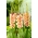 글라디올러스 삿포로 - 5 구근 - Gladiolus