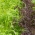 Mizuna "Baby Leaf" variasjon mix, kyona, japansk sennep greener - 250 frø - 