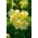 Shield nasturtium "Vanilla Ice" - vanilla-white - Tropaeolum peltophorum - benih