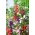 Garden Balsam, Jewelweed frön - Impatiens balsamina - 100 frön