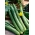 Cucumber "Southern Delight F1" - Japanese variety for cultivation under covers