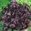 Perilla, semená Shiso - Perilla frutescens - 200 semien