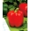 Sweet Pepper Semințe Roberta - Capsicum annuum - 24 semințe - Capsicum L.