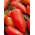 Tomato 'Des Andes' - fleischige Sorte des neuen Ochsenhorn-Typus