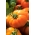 トマト「オレンジウェリントン」 - オレンジ、温室品種 - Lycopersicon esculentum Mill  - シーズ