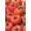 گوجه فرنگی Field "Orkado F1" - انواع مختلف - Lycopersicon esculentum Mill  - دانه