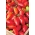 番茄“苏里亚” - 田间，矮小品种产生拉长的果实 - Lycopersicon esculentum Mill  - 種子