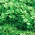 Baby Leaf - Portulak; Verdolaga, rote Wurzel, Pursley - 