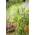 Switchgrass - 6000 frø - Panicum elegans Fontaine