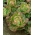 Červeno-zelený šalát "Carmina" - Lactuca sativa L. var. Capitata - semená