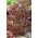 เมล็ดผักกาดหอม Lollo Rossa - Lactuca sativa - 950 เมล็ด - Lactuca Sativa L. var. capitata 