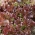 양상추 Lollo Rossa 씨앗 - Lactuca sativa - 950 종자 - Lactuca Sativa L. var. capitata 
