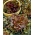 BIO Salată de frunze "Bowl Salată roșie" - semințe organice certificate - 518 semințe - Lactuca sativa var. foliosa 