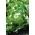 Салат-латук "Олімп" - оброблені насіння - 990 насіння - Lactuca sativa L. var. Capitata