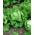 خس ايسبرغ "سامبا" - أوراق خضراء شاحبة - البذور المعالجة - Lactuca sativa L.  - ابذرة