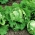 卷心莴苣“桑巴” - 淡绿色叶子 - 被处理的种子 - Lactuca sativa L.  - 種子