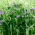 紫露草种子 - 紫鸭跖草x andersoniana  -  56种子 - Tradescantia x andersoniana - 種子