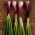 بذور البصل الويلزية الويلزية الحمراء - ناسور الأليوم - 900 بذرة - Allium fistulosum  - ابذرة