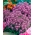Alisso - rosa - 1750 sementes - Lobularia maritima