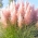 Pink Pampas grass - rootstock