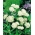 沼泽乳草“Iceballet”;玫瑰马利筋， -  60粒种子 - Asclepias incarnata - 種子