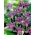 Τρικυρίτης, Κρόκος Λουλούδια Σκούρο Ομορφιά - βολβός / κόνδυλος / ρίζα - Tricyrtis
